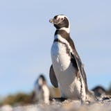 Punta Tombo Penguin Rookery