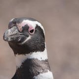 Private Punta Tombo Penguin Rookery