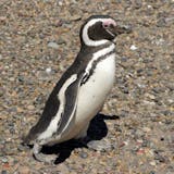 Penguin Rookery Beagle Channel Navigation