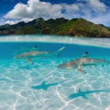 Lagoon Swim and Snorkel