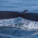 Whale Watching Experience