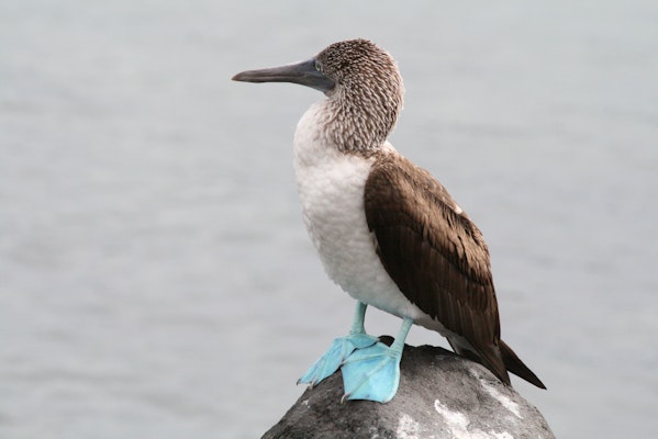 Baltra, Galapagos cruise port