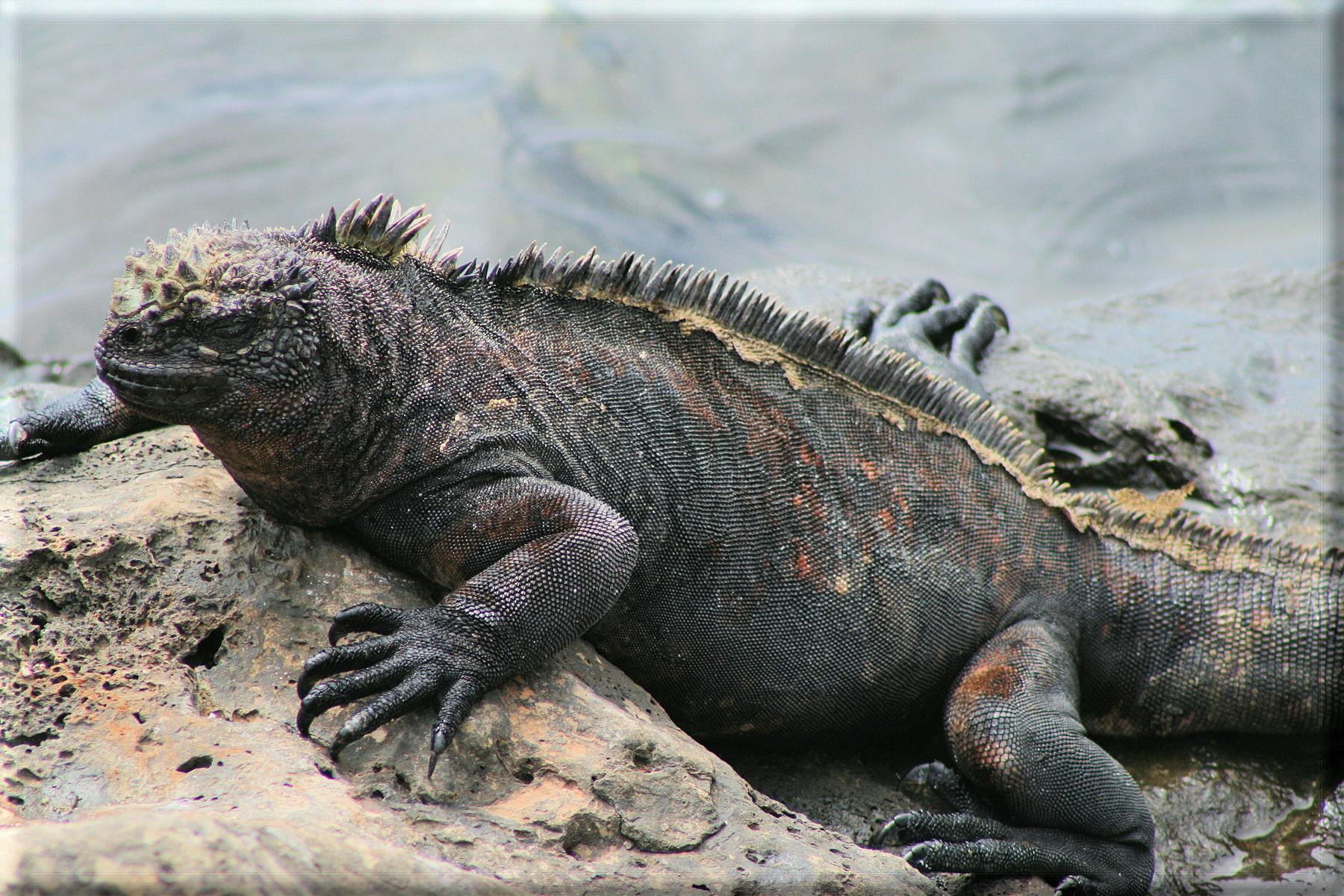 North Seymour, Galapagos Cruises - Excursions, Reviews, & Photos ...