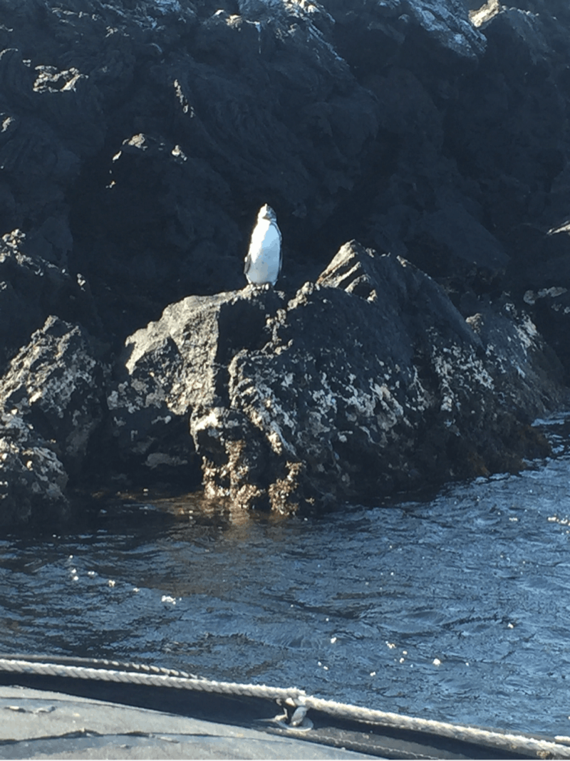 Punta Moreno, Isabela, Galapagos Cruises - Excursions, Reviews